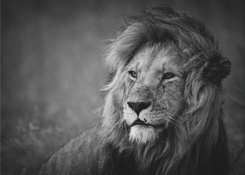 Wall art Regal. Lion