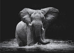 Wall art Power 1. Elephant