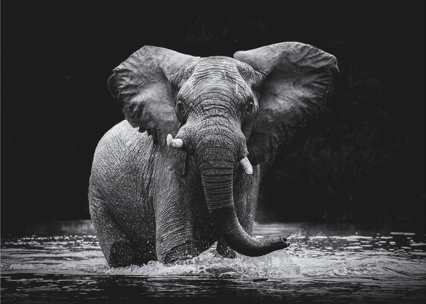 Wall art Power 1. Elephant