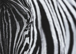 Art mural : Le regard de la nature