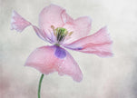 Pastel poppy