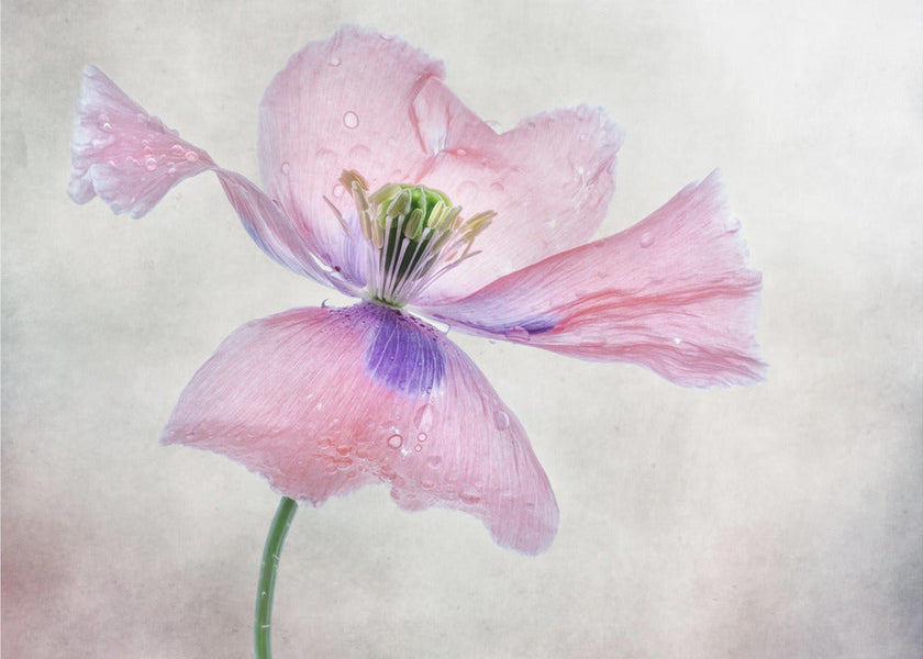 Pastel poppy
