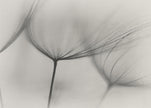 Wall art Tragopogon