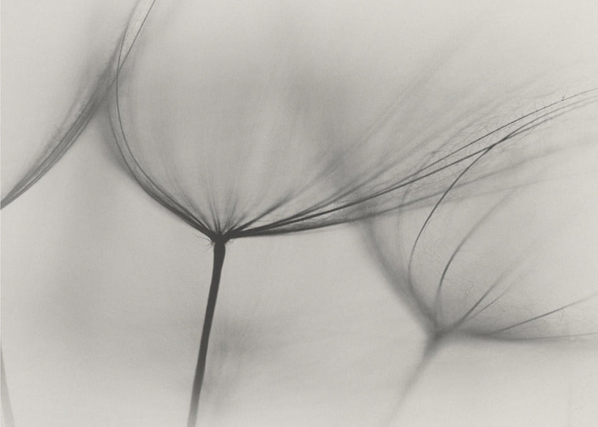 Wall art Tragopogon