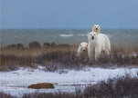 Illustration murale : une mère ours et ses oursons, avec la baie d'Hudson en arrière-plan.