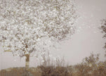 Wall art Fruit tree