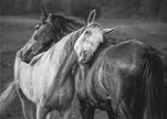 Wall art Warm rain Horses Canvas Print