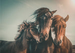 Wall art Family portrait Horses Canvas Print