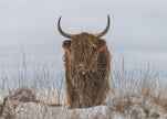 Wall Art Highlander in Snow
