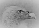 Wall art Bald eagle