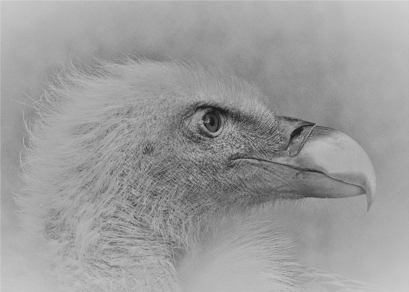 Wall art Bald eagle