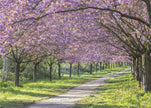 Art mural : allée idyllique de cerisiers en fleurs