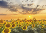 Art mural Champ de tournesols au coucher du soleil | Vue panoramique