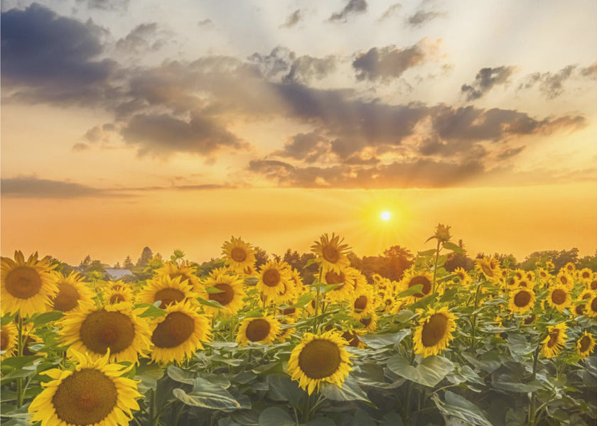 Art mural Champ de tournesols au coucher du soleil | Vue panoramique