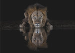 Art mural : Un lion dans la nuit