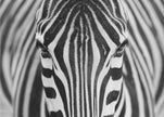 Wall art Zepra