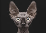 Wall art Sphynx Cat