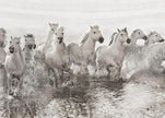 Wall art Illusion of power (13 horse power though)