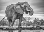 Wall art Standing Proud. Elephant