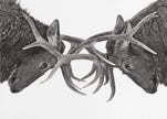 Wall art Eye to Eye - Elk fight