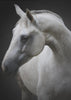 Wall art Maggie. Horse