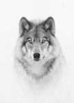 Portrait d'un loup des bois