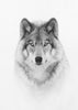 Portrait d'un loup des bois