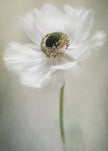Blanc simple