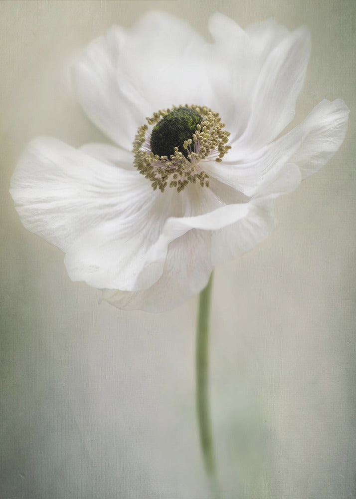 Blanc simple