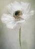 Blanc simple