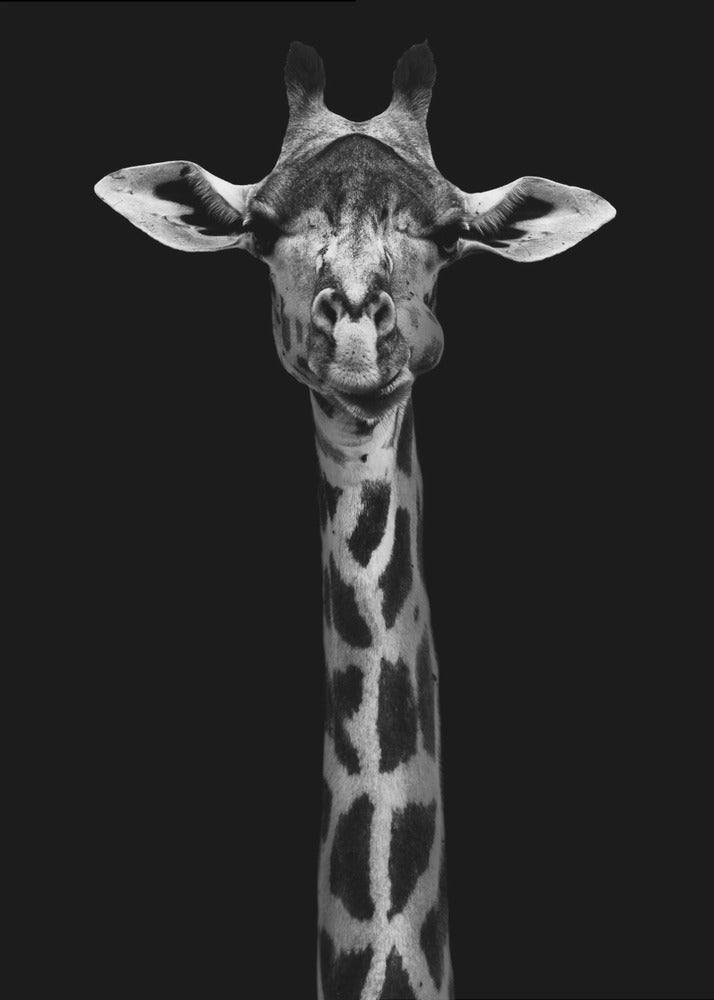 Portrait de girafe pour décoration murale