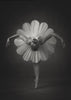 Wall Art Floral Ballet