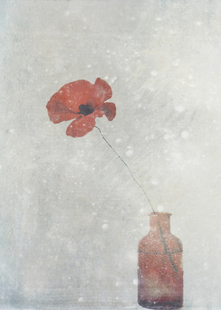Art mural : Papaver somnifere (Mughetto)