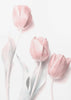 Sweet Pink Flower