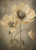 Wall Art Poppies 20