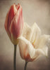 Fleurs Vintage 3