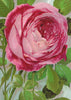 Wall Art Pink Rose, Mrs John Laing Lithograph