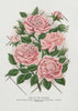 Wall Art Pink Rose, Gem of the Prairie Lithograph