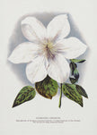Wall Art Clematis Flower Lithograph