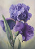 Wall art Iris Fl 110