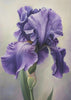 Wall art Iris Fl 113