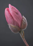Wall art Tulipe Rose 1