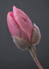 Wall art Tulipe Rose 1
