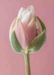 Art mural Tulipe rose