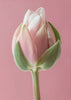 Art mural Tulipe rose