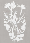 Wall art Botanical Illustration 1
