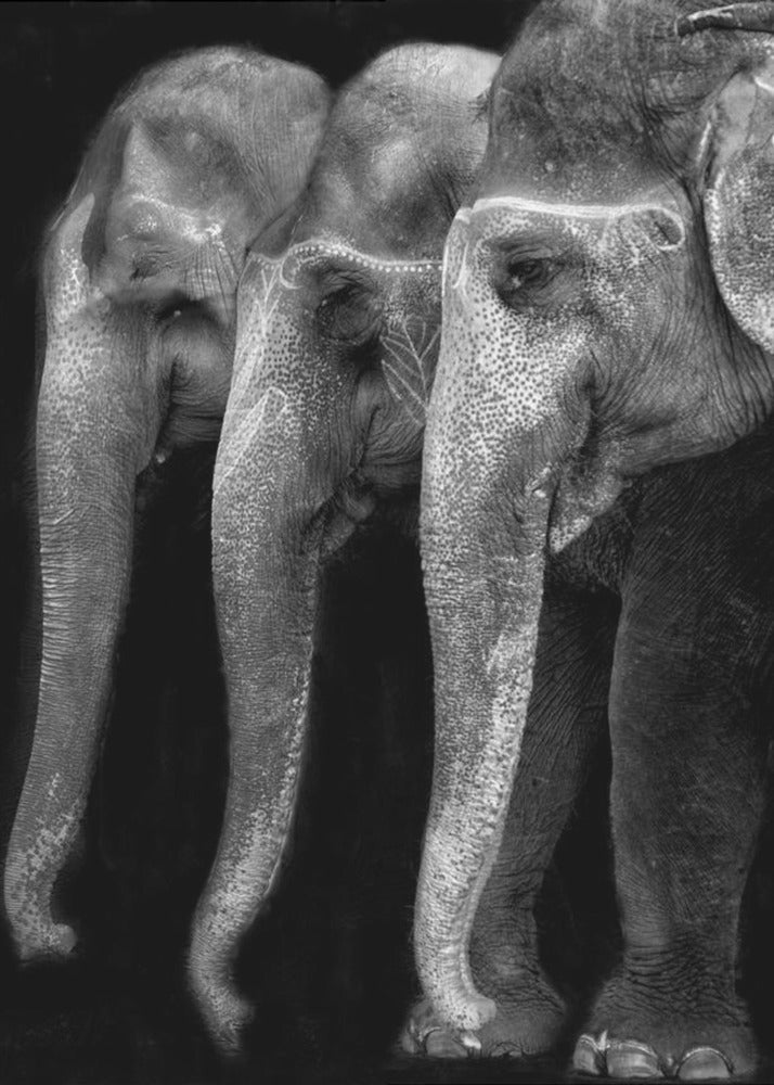 Art mural : Le chef-d'œuvre de la nature, un éléphant ; la seule grande chose inoffensive...