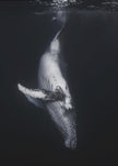 Wall Art - Baleine noire
