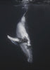 Wall Art - Baleine noire