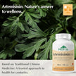 Provita - Artemisinin Forte, 30 caps - Provita - 60